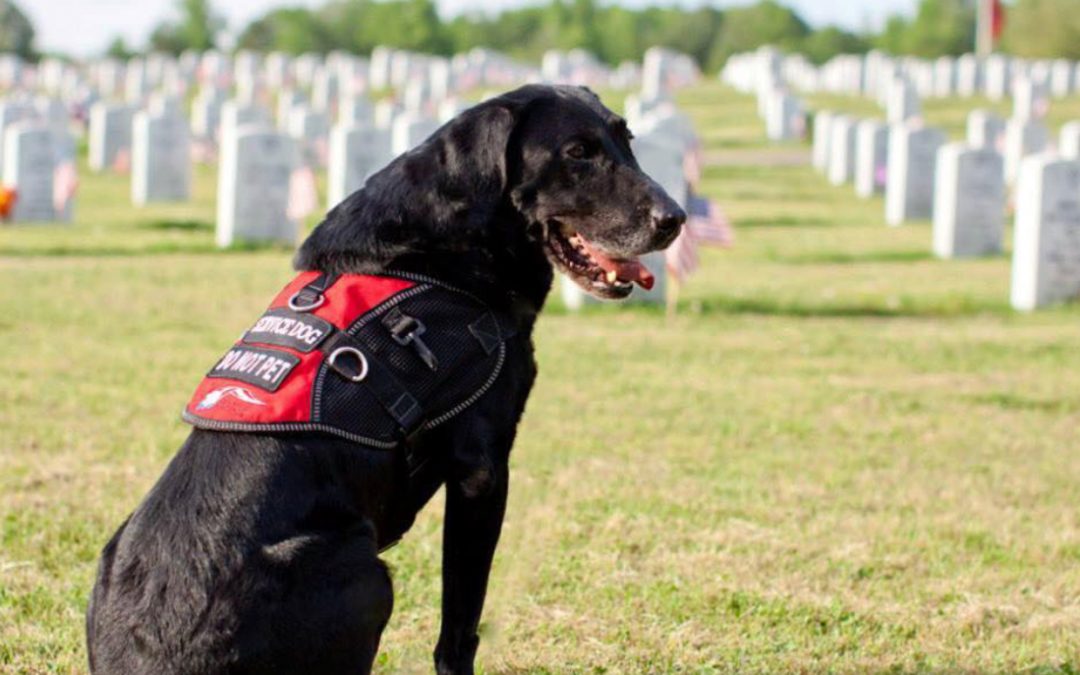 Battle Buddies for Veterans